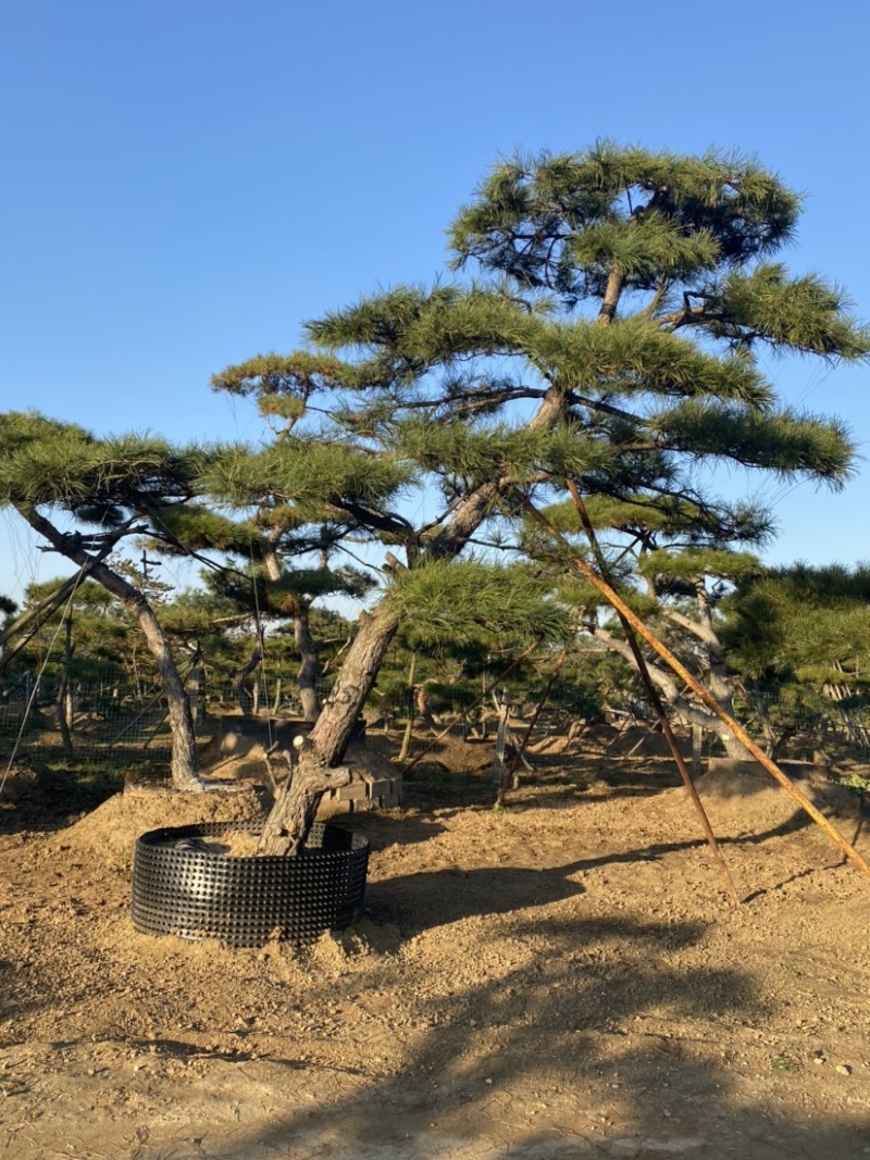 油松
