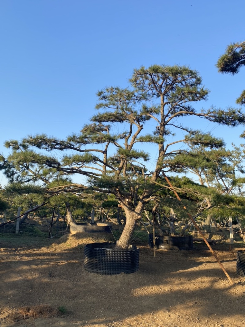 油松