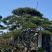 油松