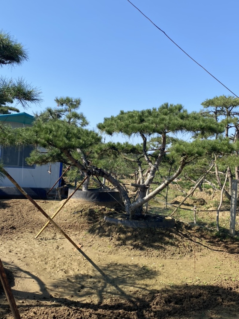 油松