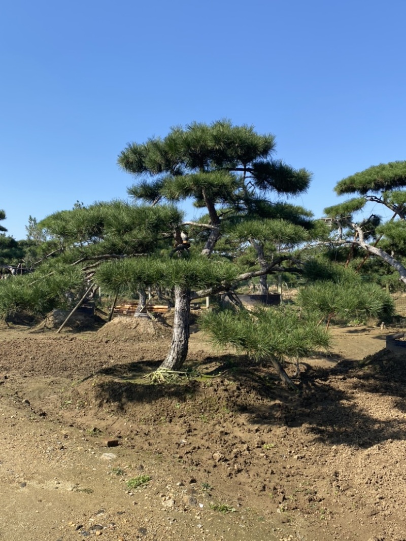 油松