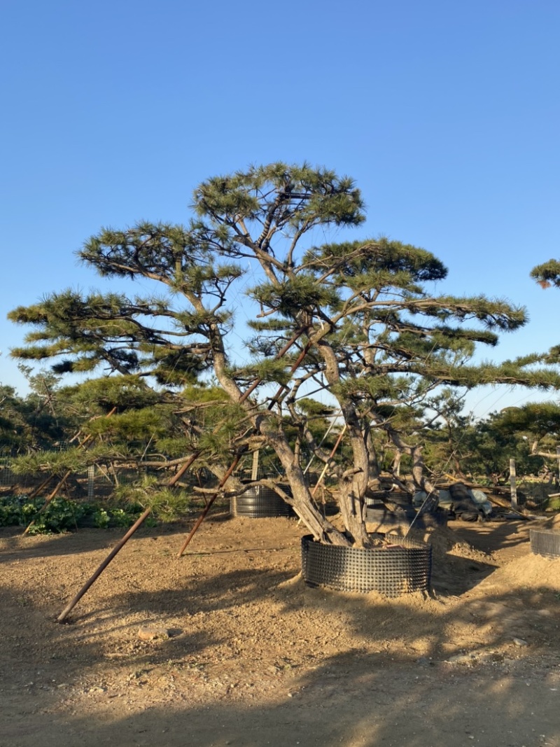 油松