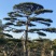 油松