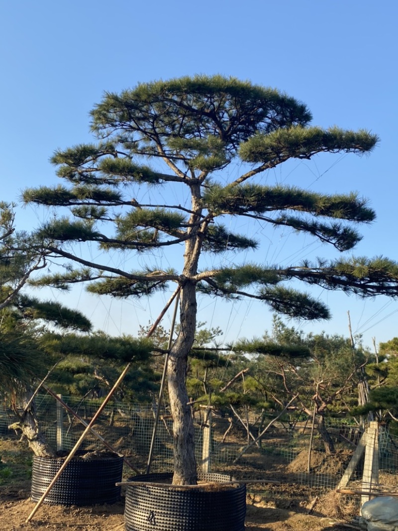 油松