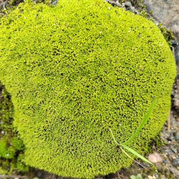 朵朵藓，微星星藓，白发藓，喜欢的联系我，合作共赢！