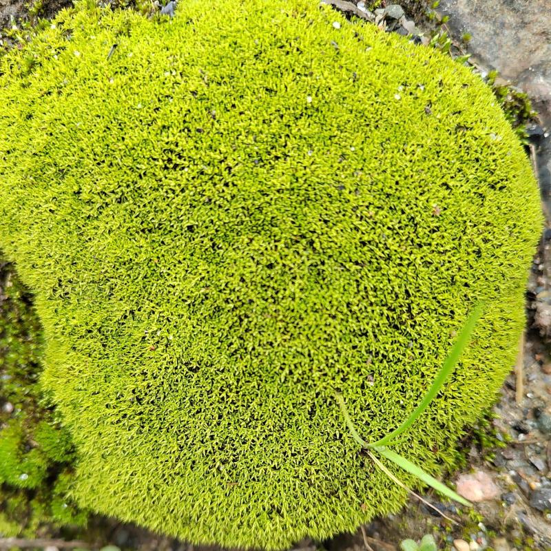 朵朵藓，微星星藓，白发藓，喜欢的联系我，合作共赢！