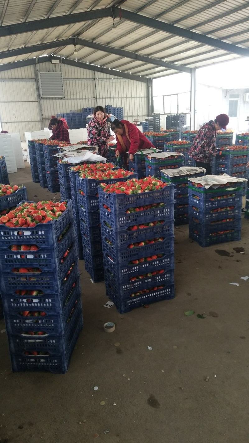 甜茶理；艳丽；华燕；妙香七号；拉松六号；法兰地；红颜；