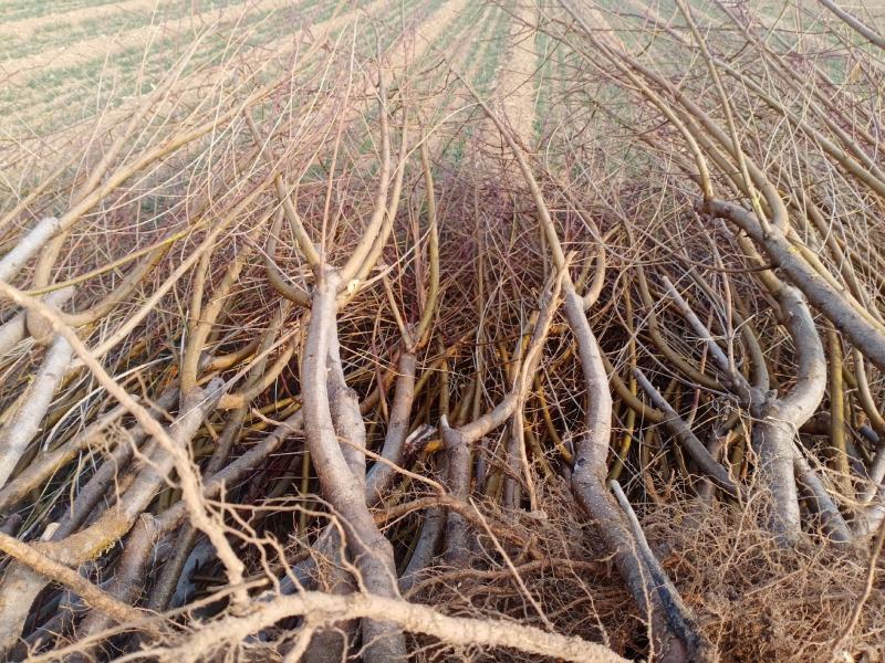 桃树苗山东基地直供一手货源品质保证欢迎采购！
