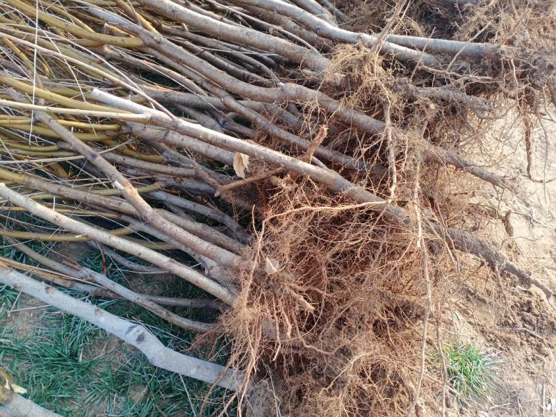 桃树苗山东基地直供一手货源品质保证欢迎采购！