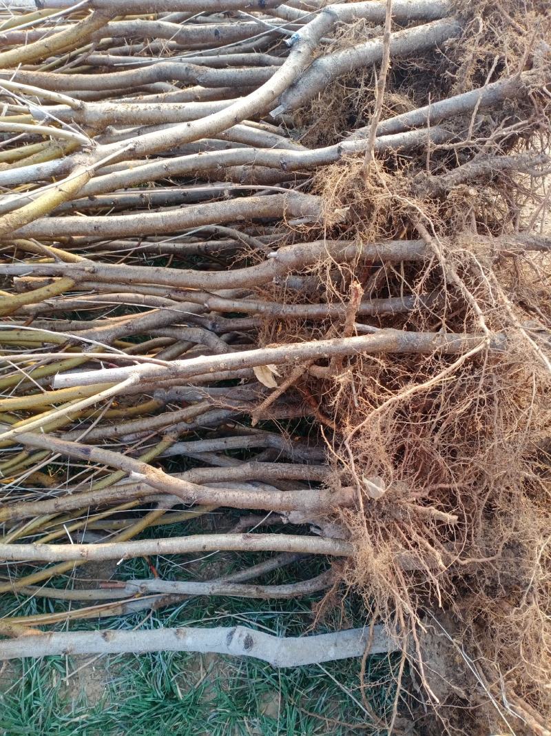 桃树苗山东基地直供一手货源品质保证欢迎采购！