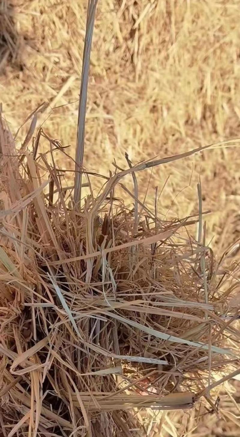 【草场直发】稻草铡段稻草小包网袋大捆五道绳