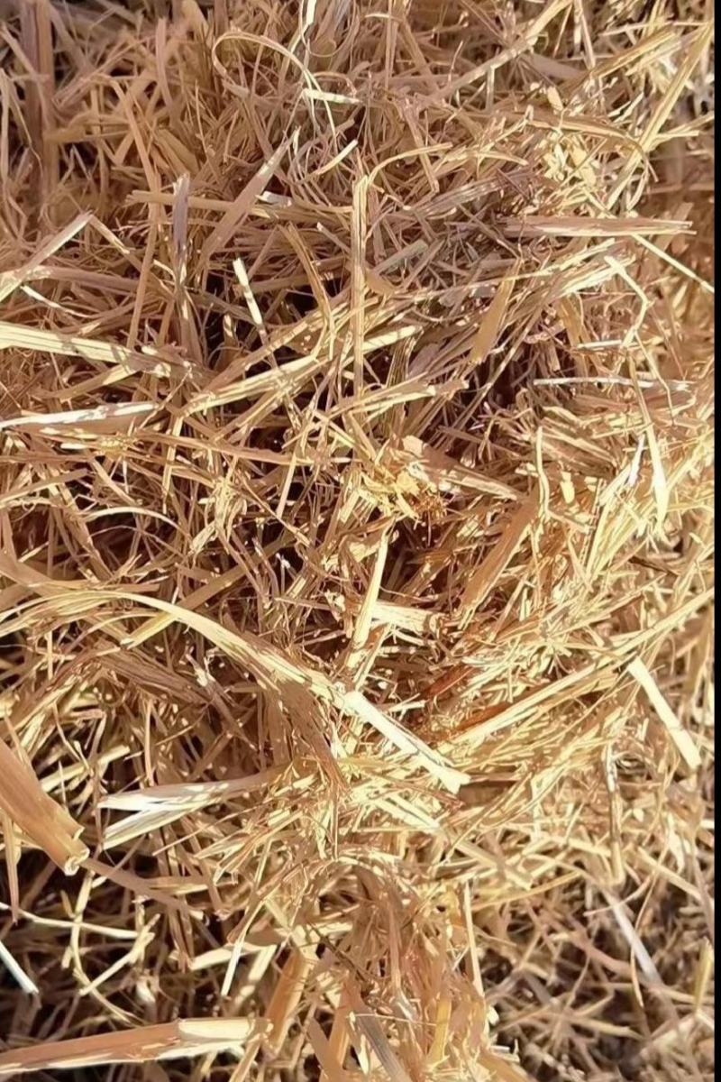 【草场直发】稻草铡段稻草小包网袋大捆五道绳