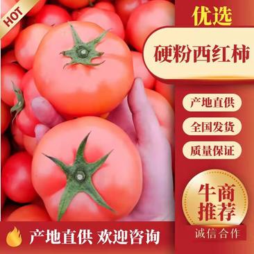 浙江温州苍南硬粉大红西红柿精品果色泽鲜艳，价格美丽
