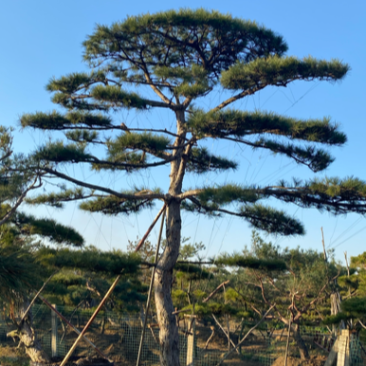 精品造型松，造型油松，造型黑松，造型赤松，迎客松