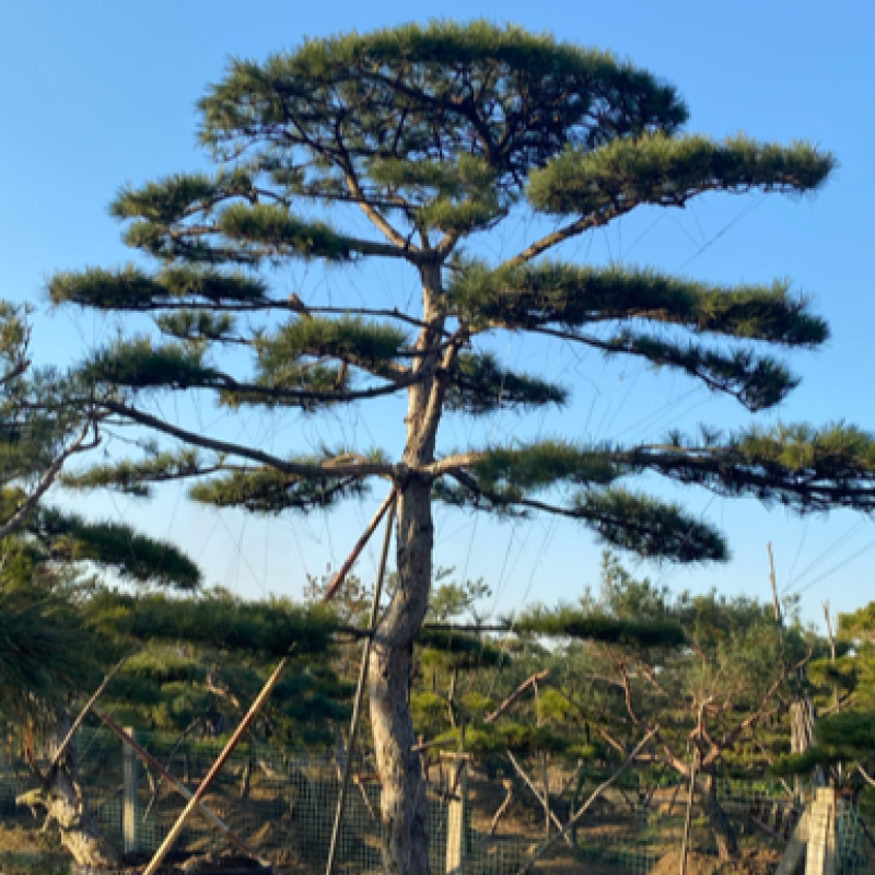 精品造型松，造型油松，造型黑松，造型赤松，迎客松
