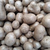 白玉，牛腿山药豆繁育专用种豆
