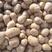 白玉，牛腿山药豆繁育专用种豆