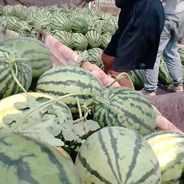 甜王西瓜，果形好，甜度高，耐运输，瓤口好，欢迎朋友们合作