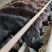 改良德州肉驴苗，驴苗，养殖，肉驴，纯种，保证成活率，视频