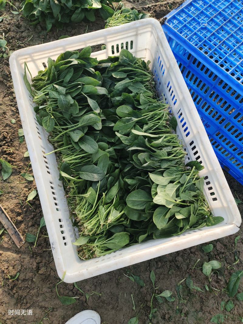 菠菜