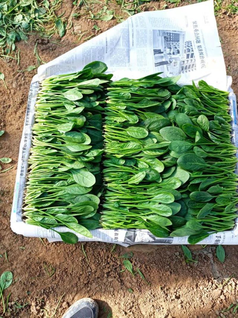 菠菜
