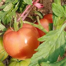 精品普罗旺斯西红柿产地直供货源充足量大从优