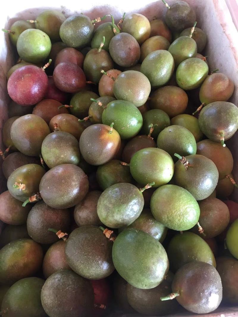 精品百香果一年四季供应（奶茶店专用）个电商一件代发