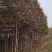 南阳方城拐河苗圃低价处理侧柏清风银杏紫薇大叶女贞