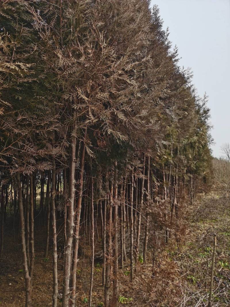 南阳方城拐河苗圃低价处理侧柏清风银杏紫薇大叶女贞
