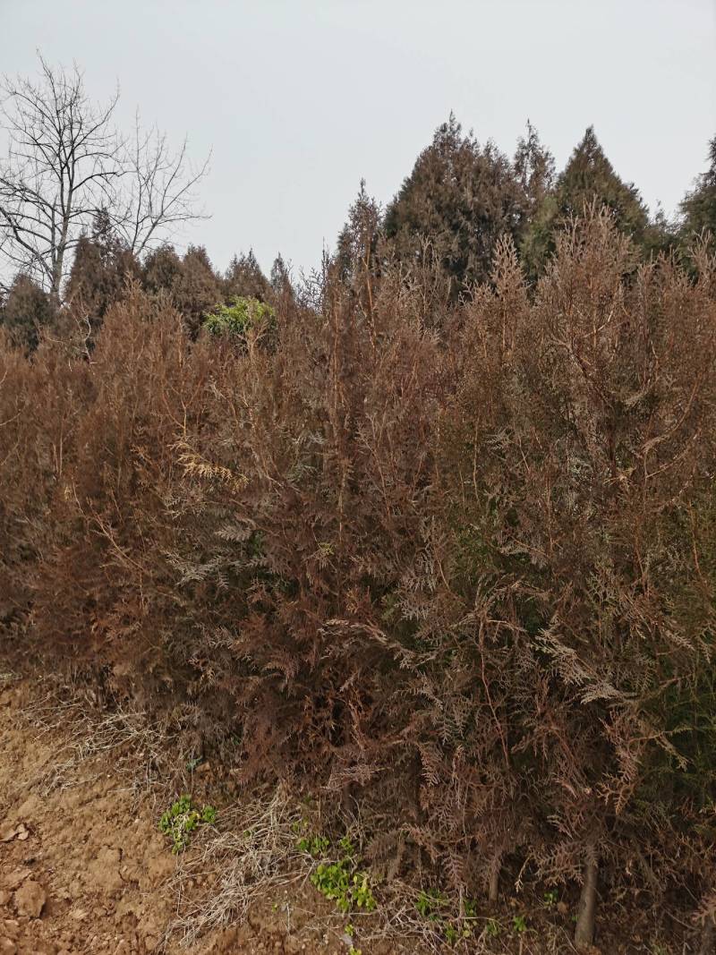 南阳方城拐河苗圃低价处理侧柏清风银杏紫薇大叶女贞