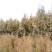 南阳方城拐河苗圃低价处理侧柏清风银杏紫薇大叶女贞