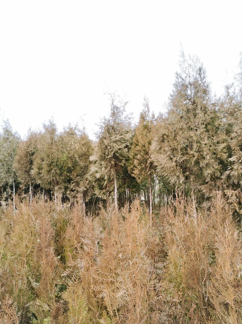 南阳方城拐河苗圃低价处理侧柏清风银杏紫薇大叶女贞