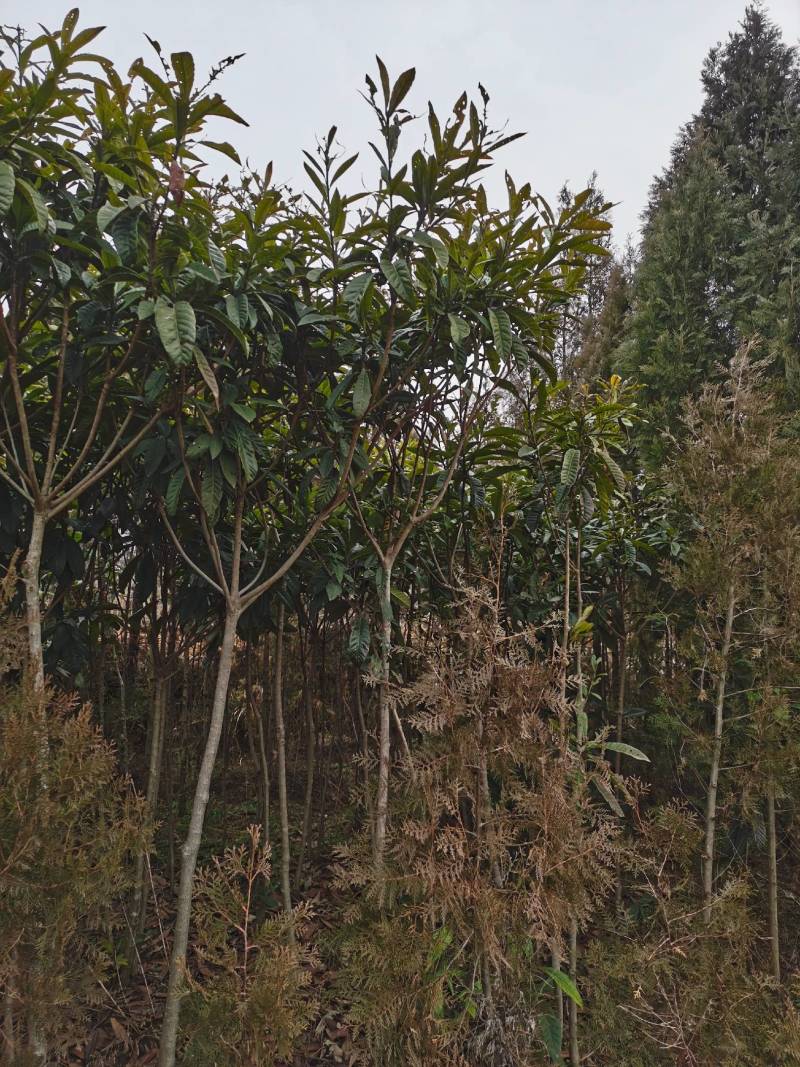 南阳方城拐河苗圃低价处理侧柏清风银杏紫薇大叶女贞
