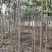 南阳方城拐河苗圃低价处理侧柏清风银杏紫薇大叶女贞