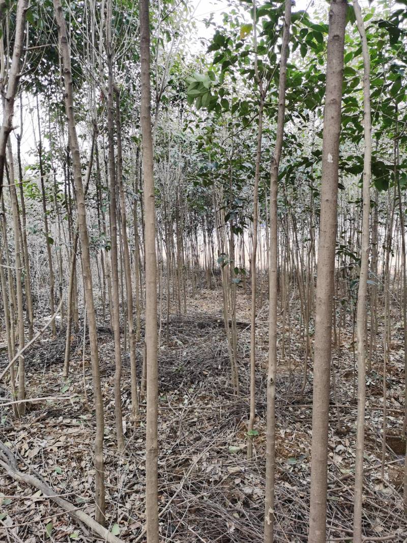 南阳方城拐河苗圃低价处理侧柏清风银杏紫薇大叶女贞