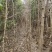 南阳方城拐河苗圃低价处理侧柏清风银杏紫薇大叶女贞