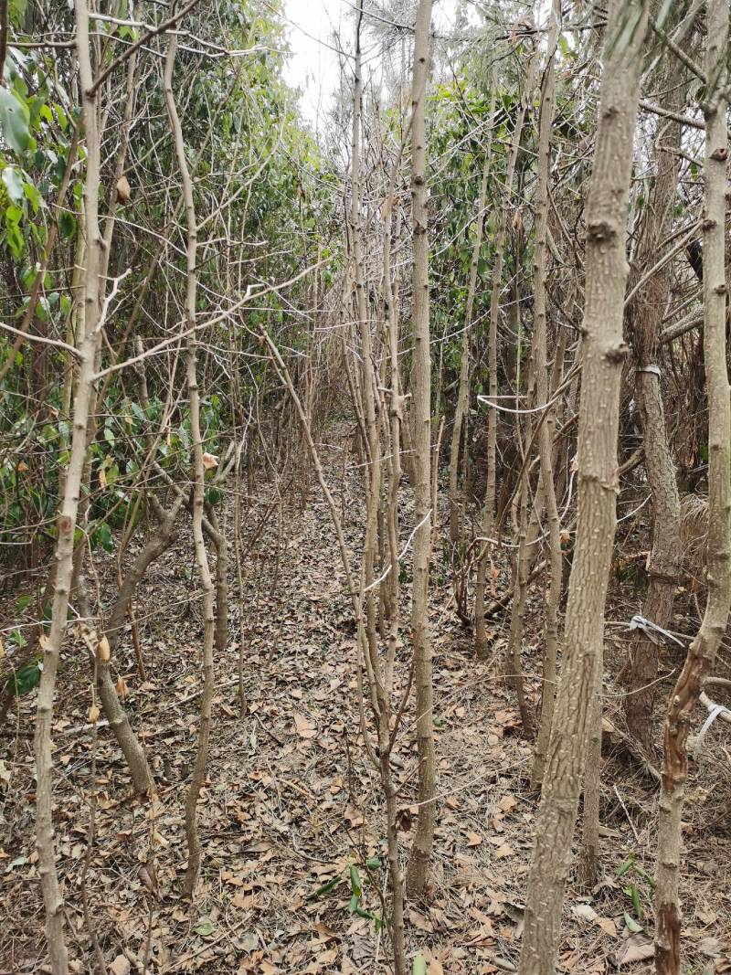 南阳方城拐河苗圃低价处理侧柏清风银杏紫薇大叶女贞