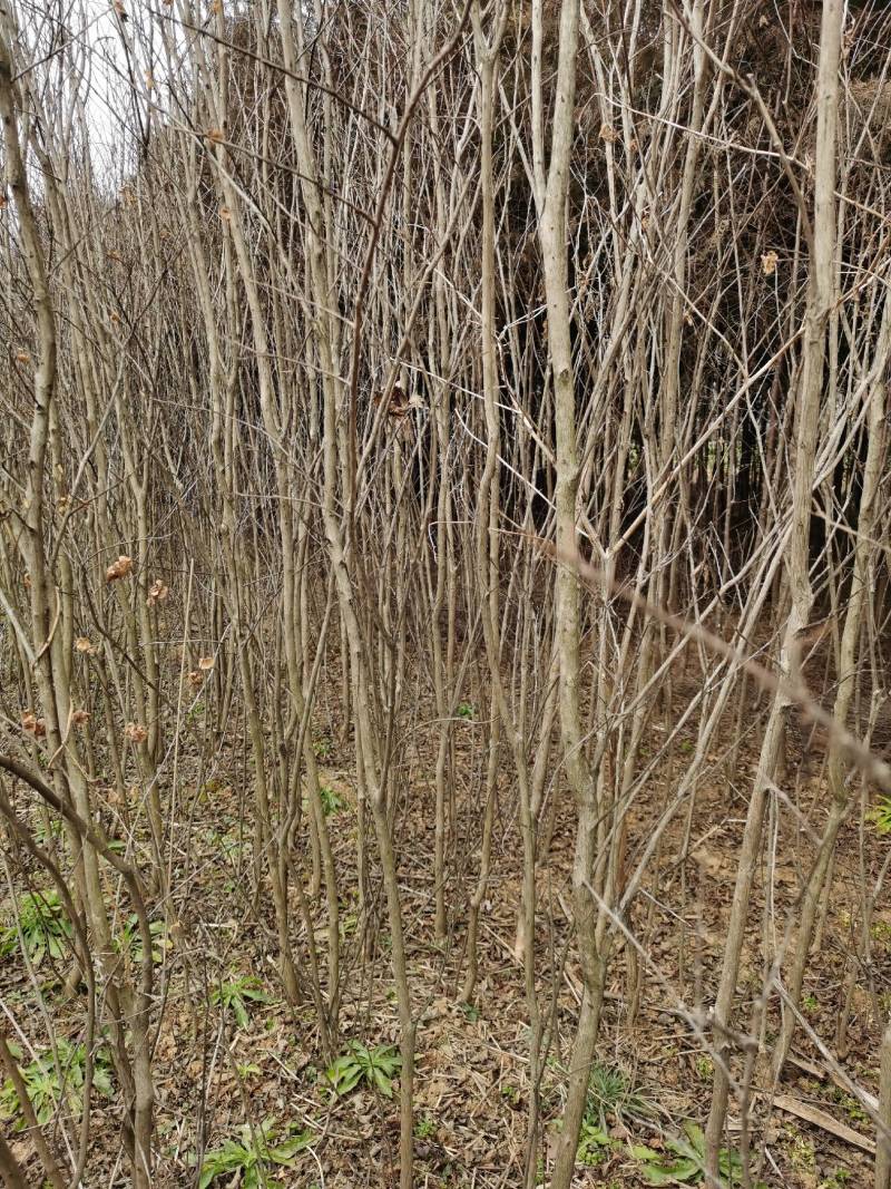 南阳方城拐河苗圃低价处理侧柏清风银杏紫薇大叶女贞