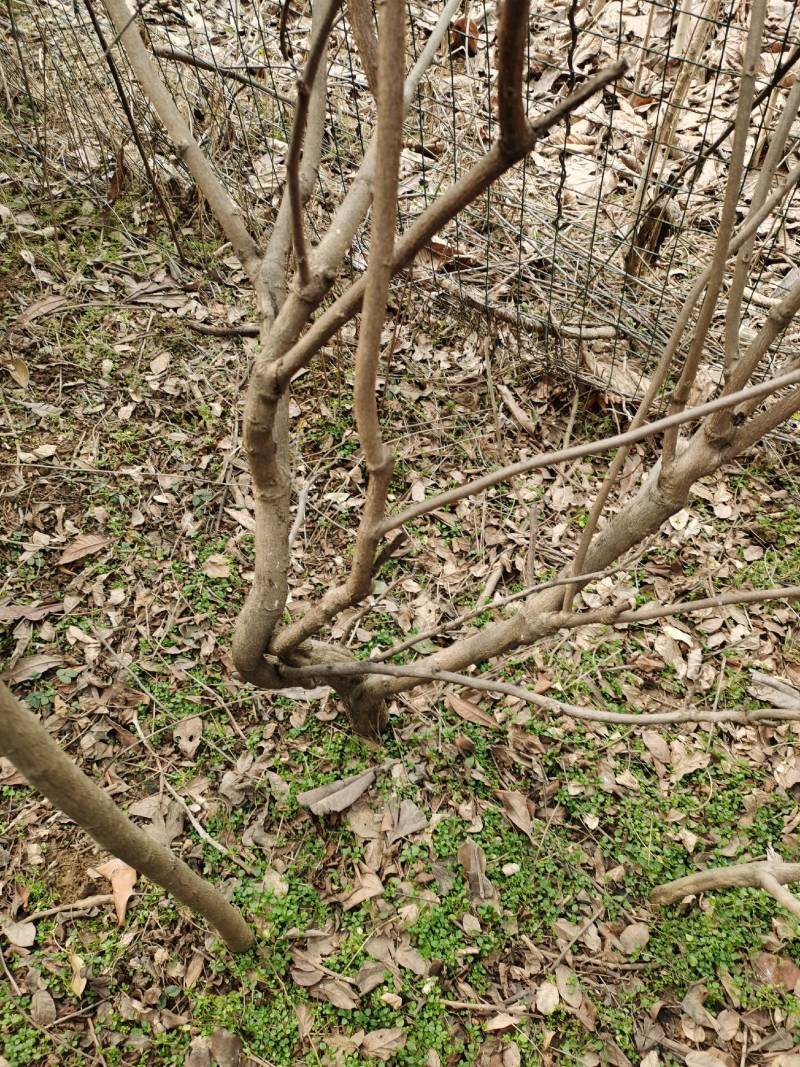 南阳方城拐河苗圃低价处理侧柏清风银杏紫薇大叶女贞
