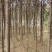 南阳方城拐河苗圃低价处理侧柏清风银杏紫薇大叶女贞