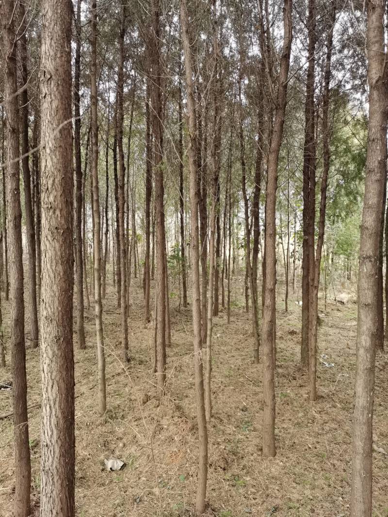 南阳方城拐河苗圃低价处理侧柏清风银杏紫薇大叶女贞