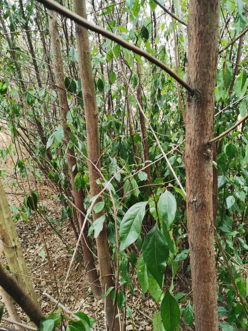 南阳方城拐河苗圃低价处理侧柏清风银杏紫薇大叶女贞