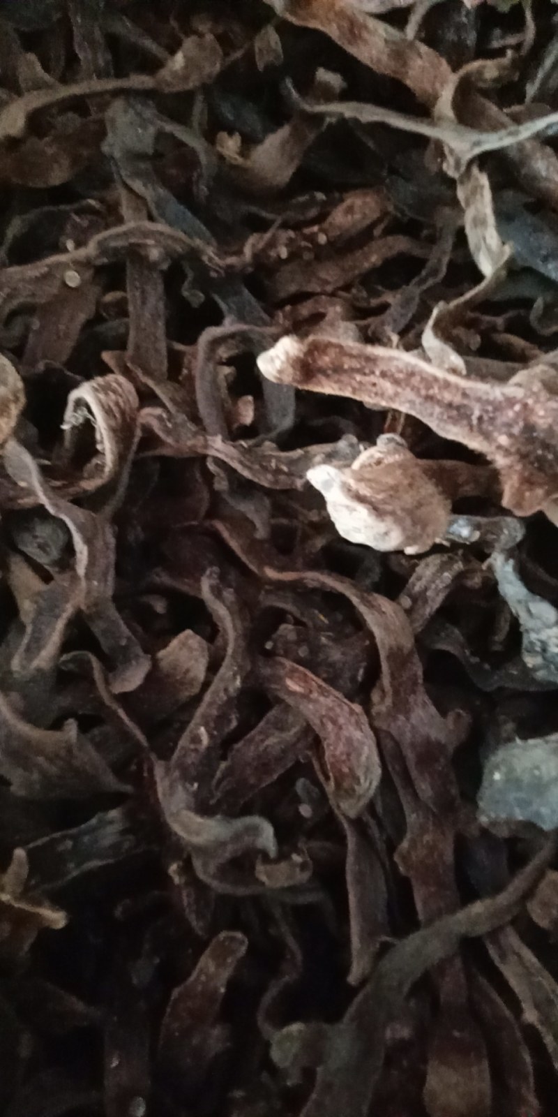 骨碎朴又名巴岩江