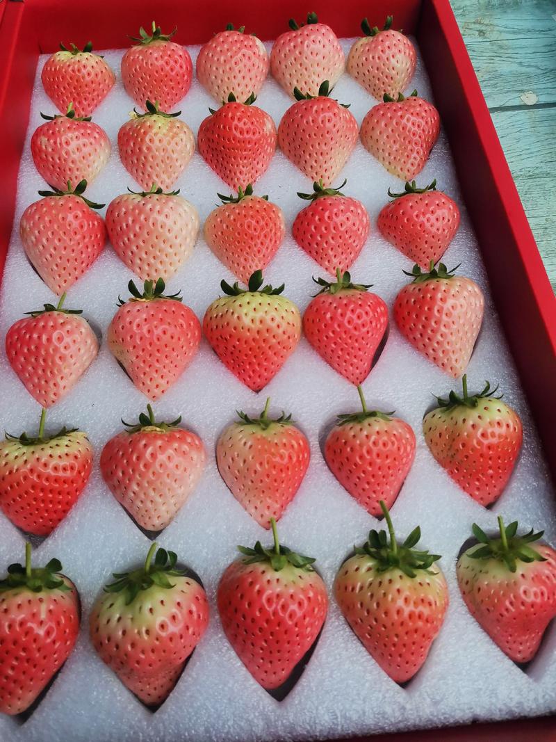 现在是草莓