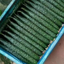 【推荐】密刺黄瓜25公分以上干花带刺产地发货，价格优惠