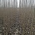 杨树苗