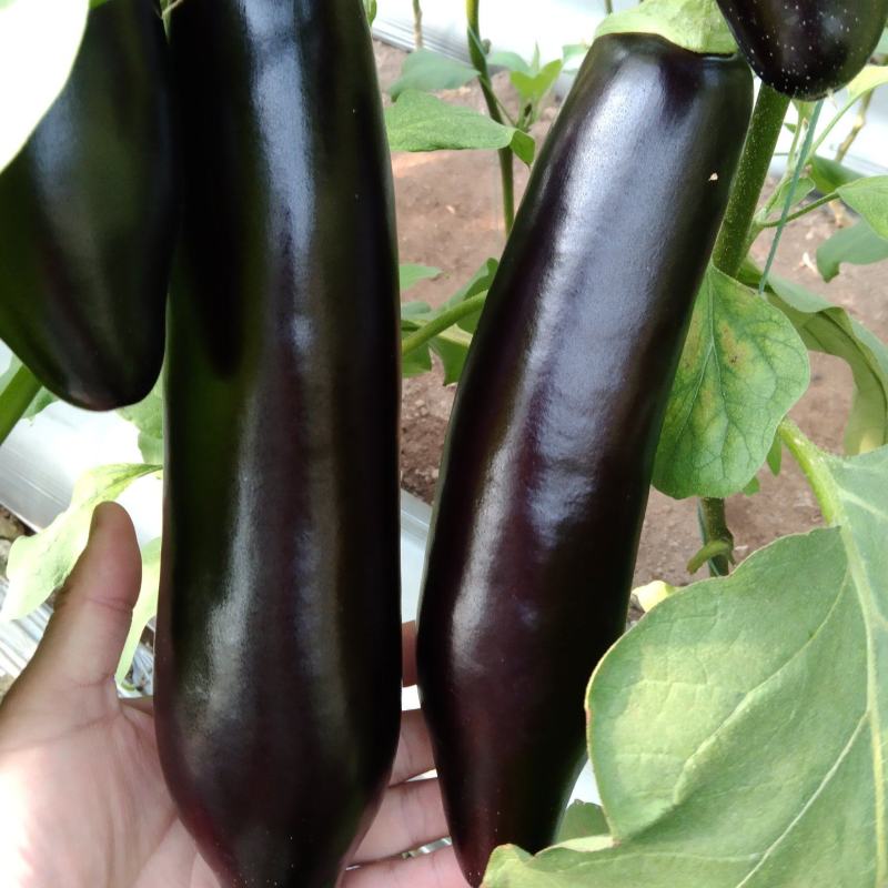765精品茄子大量有货需要联系，需要什么样的包装都有欢迎