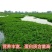 小米草种子耐高温耐水淹鱼虾蟹高产牧草种籽池塘水稻田
