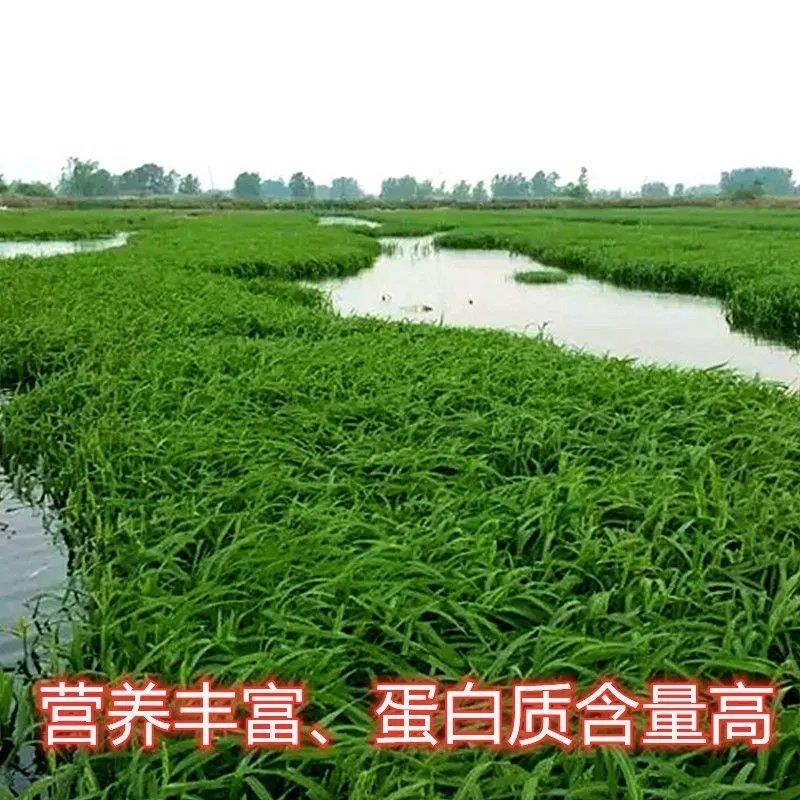 小米草种子耐高温耐水淹鱼虾蟹高产牧草种籽池塘水稻田