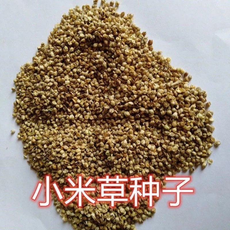 小米草种子耐高温耐水淹鱼虾蟹高产牧草种籽池塘水稻田